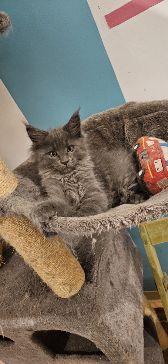 Petit mâle Maine Coon né le 12/08/2025 est proposé – vendu 1200 €.