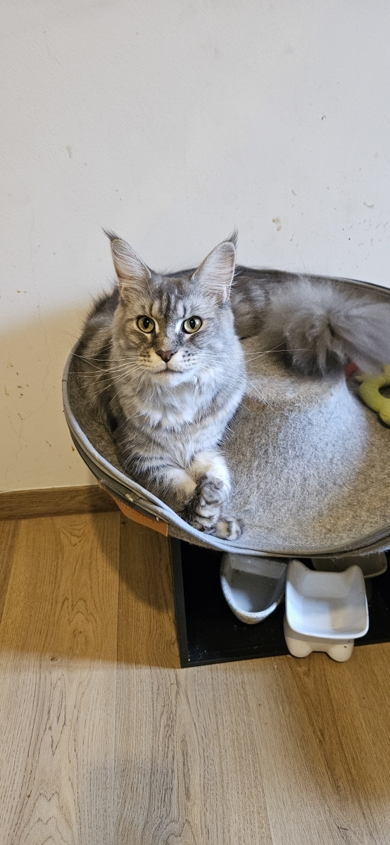 Petit mâle  né le 12/08/2025 est proposé – vendu 1200 €.