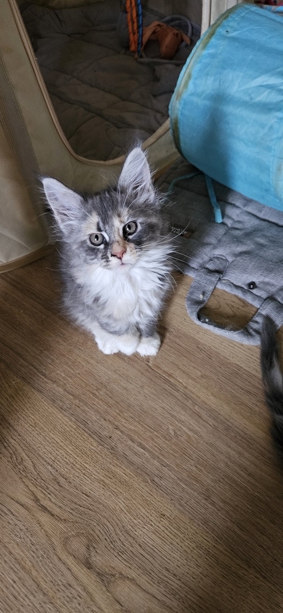 Petit mâle Maine Coon né le 12/08/2025 est proposé – vendu 1200 €.