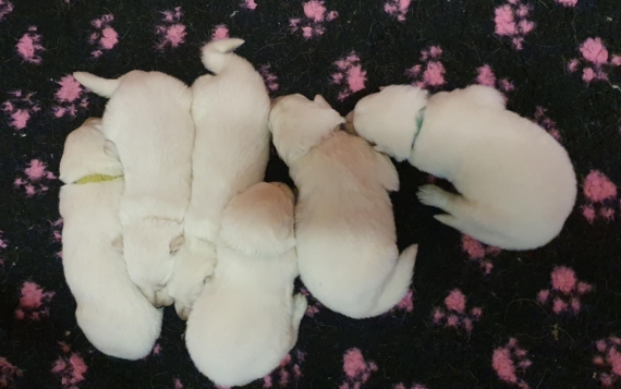 Petit mâle Berger Blanc Suisse né le 26/09/2025 est proposé – vendu 1850 €.