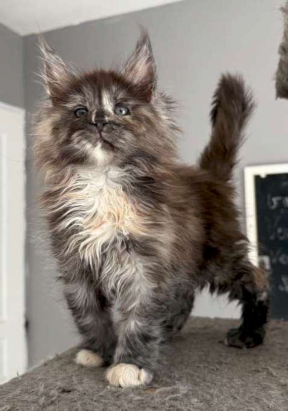 Petite femelle Maine Coon née le 25/07/2025 est proposée – vendue 1450 €.
