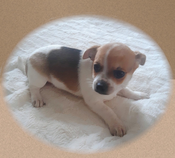 Petit mâle Chihuahua né le 09/08/2025 est proposé – vendu 749 €.