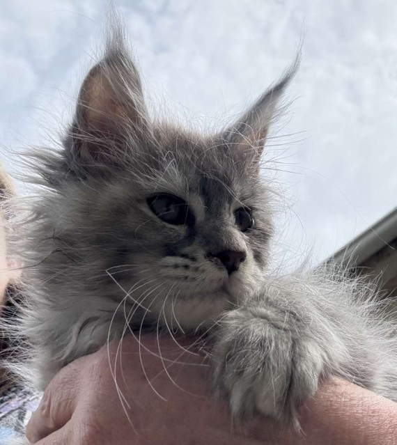 Petite femelle Maine Coon née le 25/07/2025 est proposée – vendue 1450 €.