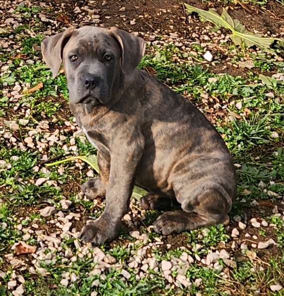Petite femelle Cane Corso née le 02/08/2025 est proposée – vendue 800 €.