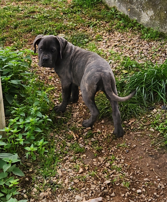 Petite femelle Cane Corso née le 02/08/2025 est proposée – vendue 800 €.