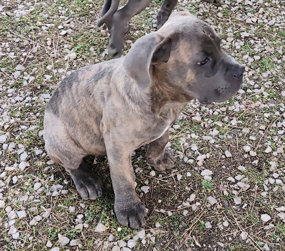 Petite femelle Cane Corso née le 02/08/2025 est proposée – vendue 800 €.