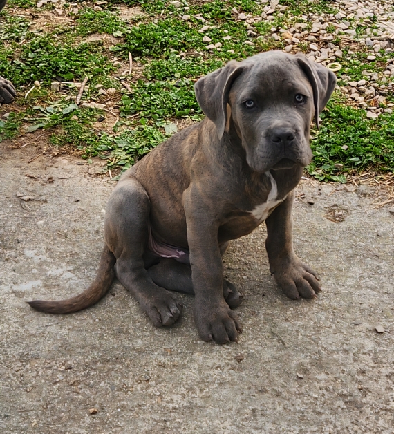 Petit mâle Cane Corso né le 02/08/2025 est proposé – vendu 800 €.
