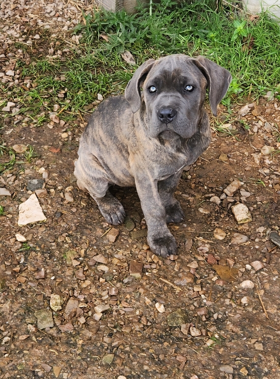 Petit mâle Cane Corso né le 02/08/2025 est proposé – vendu 800 €.