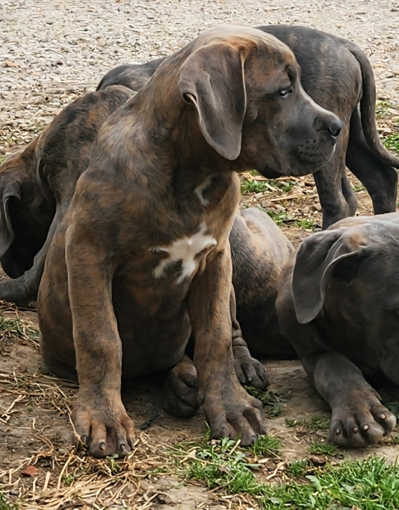 Petite femelle Cane Corso née le 02/08/2025 est proposée – vendue 800 €.