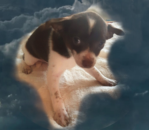 Petit mâle Chihuahua né le 09/08/2025 est proposé – vendu 749 €.