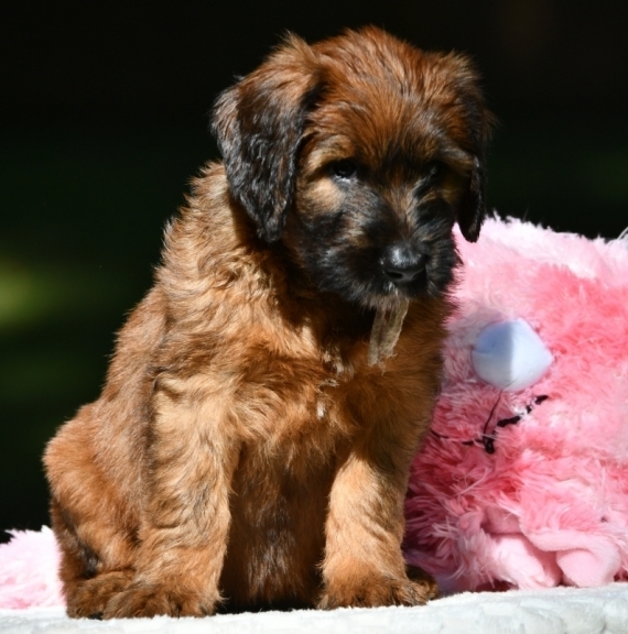 Petite femelle Berger de Brie née le 23/07/2025 est proposée – vendue 1600 €.