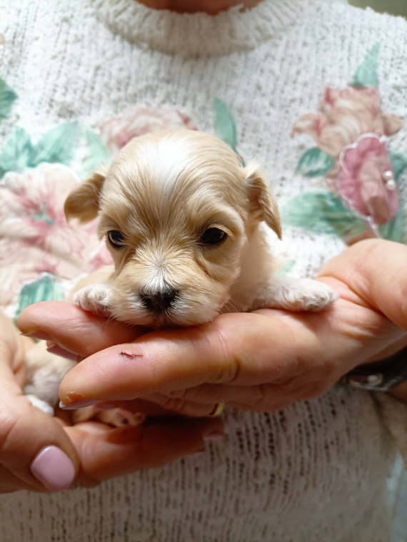 Petit mâle Bichon Havanais né le 02/10/2025 est proposé – vendu 1200 €.