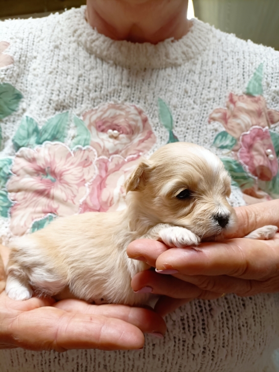 Petite femelle Bichon Havanais née le 02/10/2025 est proposée – vendue 1400 €.