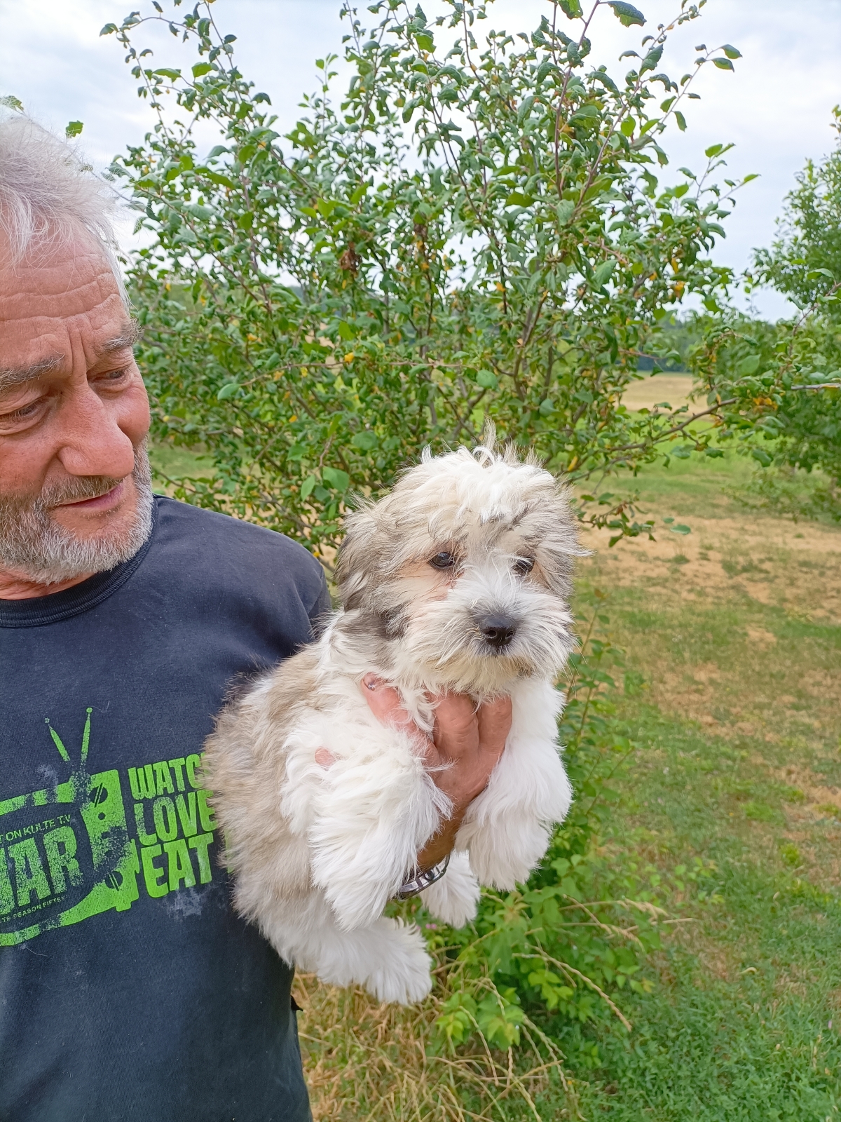 Petite femelle Coton de Tulear née le 15/08/2025 est proposée – vendue 1400 €.