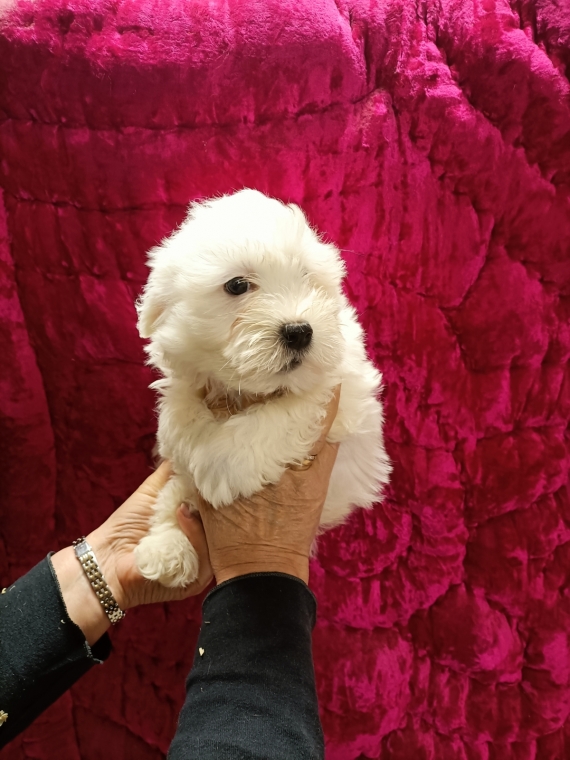 Petite femelle Coton de Tulear née le 15/08/2025 est proposée – vendue 1400 €.