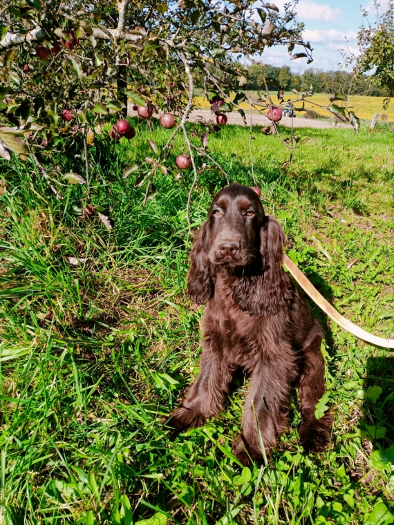 Petite femelle Cocker Anglais (Spaniel) née le 24/05/2025 est proposée – vendue 1200 €.