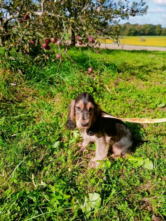Petite femelle Cocker Anglais (Spaniel) née le 16/07/2025 est proposée – vendue 1500 €.