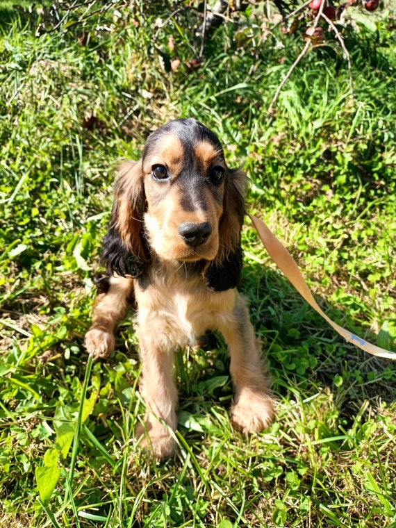 Petit mâle Cocker Anglais (Spaniel) né le 16/07/2025 est proposé – vendu 1500 €.