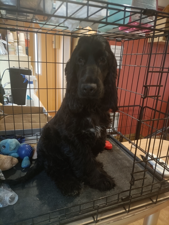Petite femelle Cocker Anglais (Spaniel) née le 27/05/2025 est proposée – vendue 1100 €.