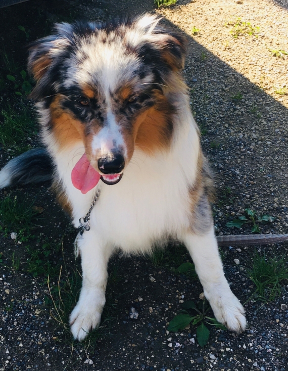 Petite femelle  née le 30/09/2025 est proposée – vendue 1000 €.