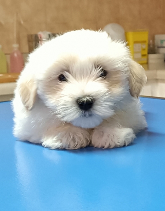 Petit mâle Coton de Tulear né le 15/08/2025 est proposé – vendu 1200 €.