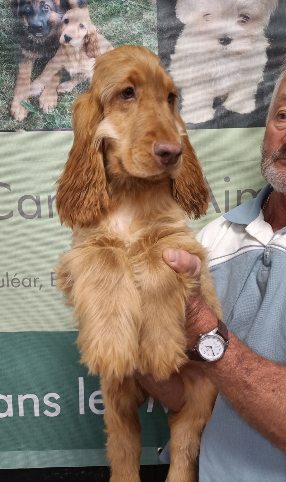Petit mâle Cocker Anglais (Spaniel) né le 31/05/2025 est proposé – vendu 1300 €.