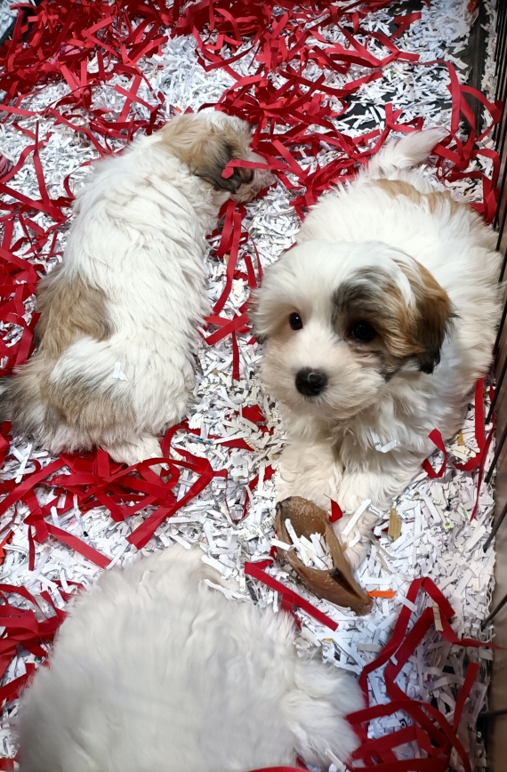 Petite femelle Coton de Tulear née le 15/08/2025 est proposée – vendue 1400 €.