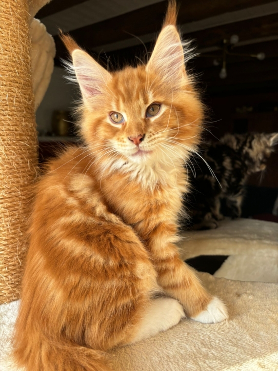 Petit mâle Maine Coon né le 04/08/2025 est proposé – vendu 1300 €.