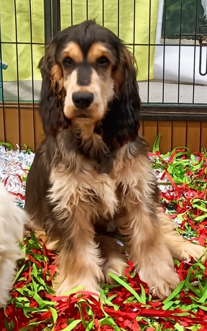 Petit mâle Cocker Anglais (Spaniel) né le 19/05/2025 est proposé – vendu 1200 €.