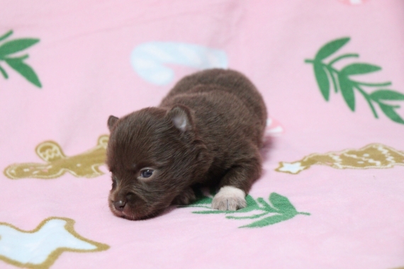 Petit mâle Chihuahua né le 19/09/2025 est proposé – vendu 960 €.