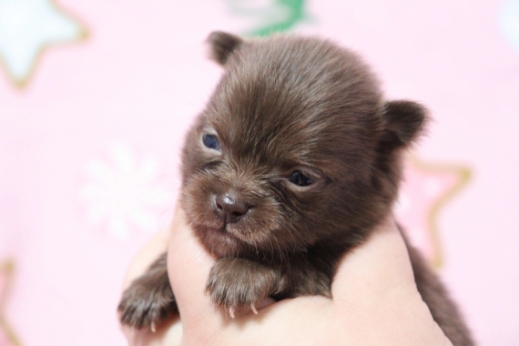 Petite femelle Chihuahua née le 19/09/2025 est proposée – vendue 1060 €.