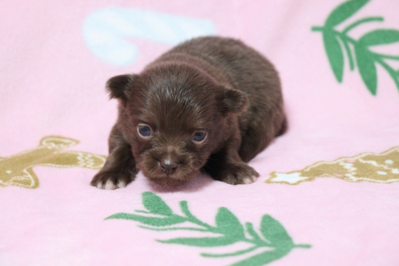 Petite femelle Chihuahua née le 19/09/2025 est proposée – vendue 1060 €.