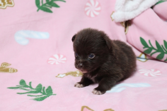 Petit mâle Chihuahua né le 14/09/2025 est proposé – vendu 960 €.