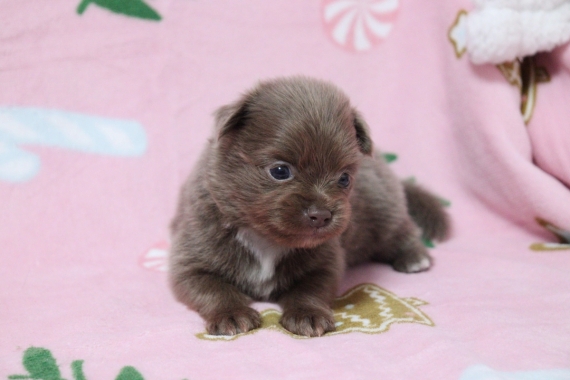 Petite femelle Chihuahua née le 14/09/2025 est proposée – vendue 1260 €.