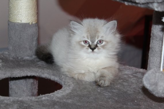 Petite femelle British Longhair née le 17/08/2025 est proposée – vendue 1200 €.