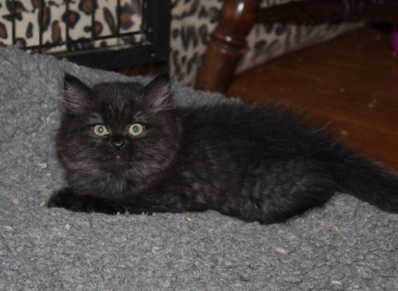 Petite femelle British Longhair née le 17/08/2025 est proposée – vendue 1200 €.