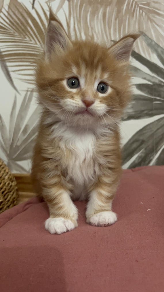Petit mâle Maine Coon né le 09/09/2025 est proposé – vendu 1750 €.