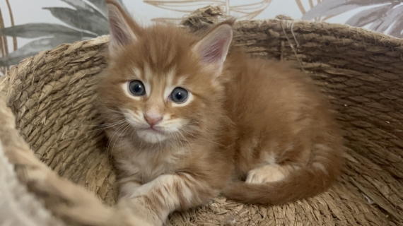 Petit mâle Maine Coon né le 09/09/2025 est proposé – vendu 1750 €.