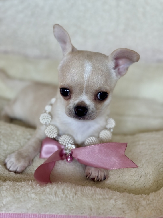 Petite femelle Chihuahua née le 22/08/2025 est proposée – vendue 1770 €.