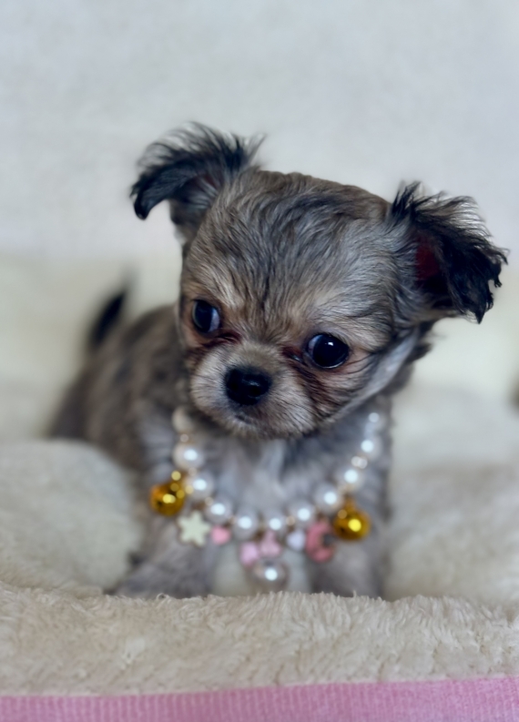 Petite femelle Chihuahua née le 27/08/2025 est proposée – vendue 1870 €.