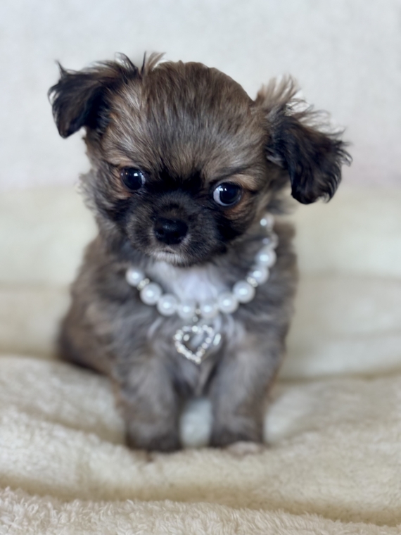 Petit mâle Chihuahua né le 27/08/2025 est proposé – vendu 1670 €.