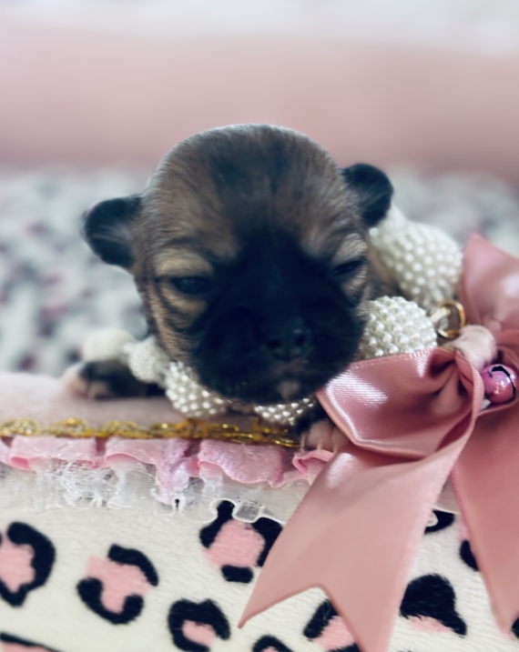 Petite femelle Chihuahua née le 10/10/2025 est proposée – vendue 1270 €.