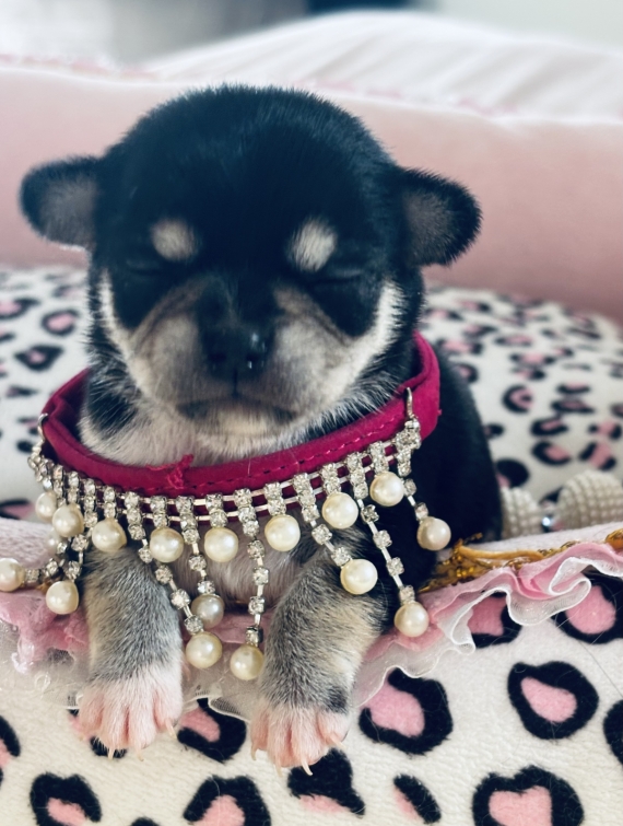 Petite femelle Chihuahua née le 10/10/2025 est proposée – vendue 1270 €.