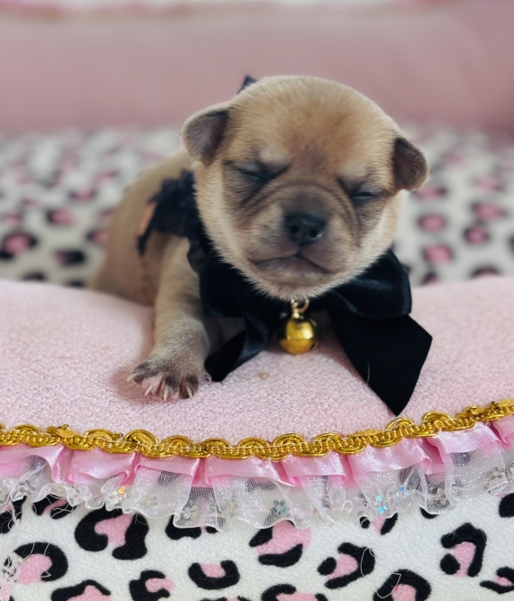 Petit mâle Chihuahua né le 10/10/2025 est proposé – vendu 1070 €.