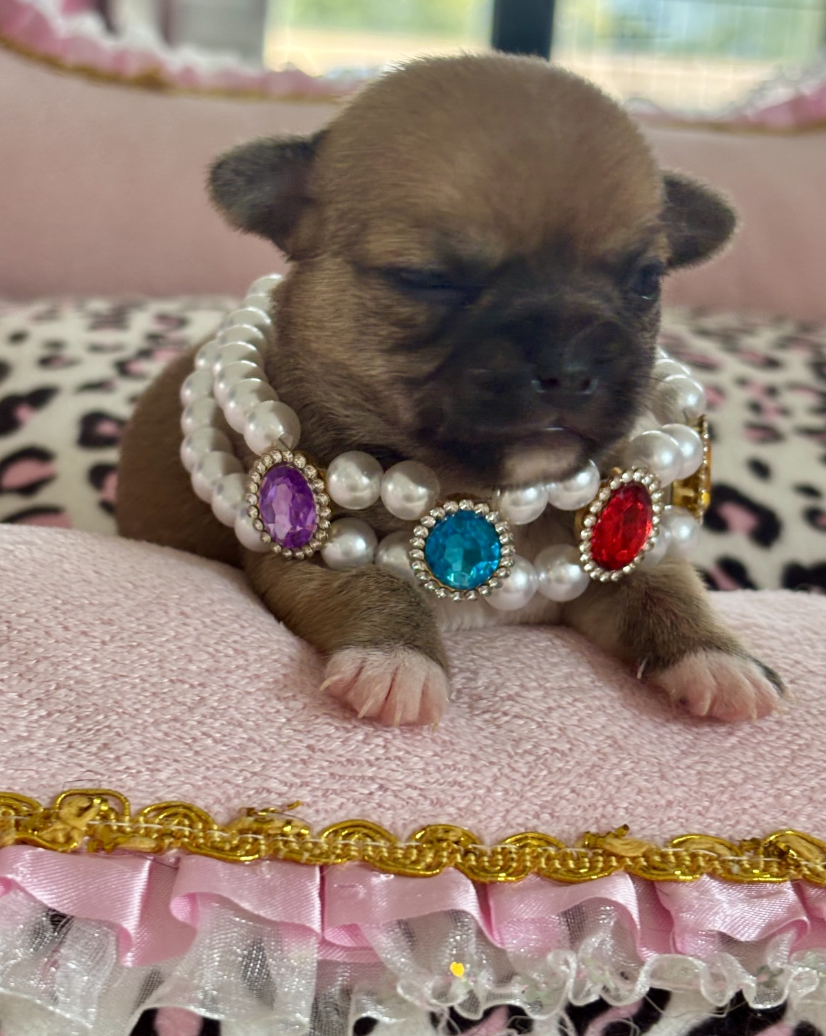 Petite femelle Chihuahua née le 10/10/2025 est proposée – vendue 1270 €.