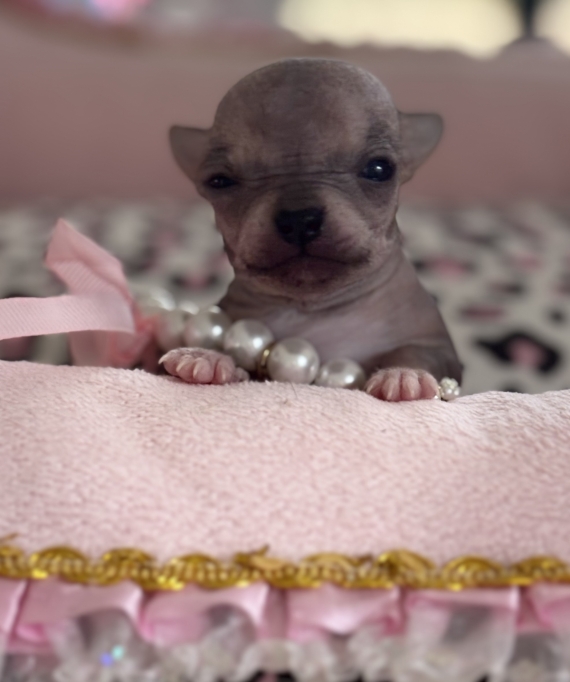 Petite femelle Chihuahua née le 10/10/2025 est proposée – vendue 1870 €.