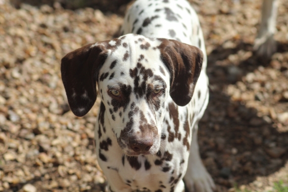 Petit mâle Dalmatien né le 21/05/2025 est proposé – vendu 1200 €.