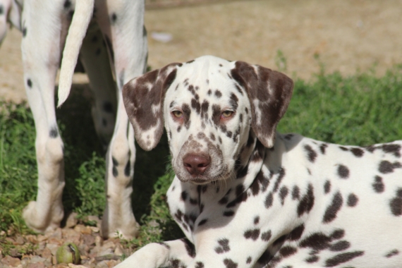 Petit mâle Dalmatien né le 21/05/2025 est proposé – vendu 1200 €.