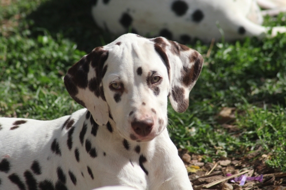 Petit mâle Dalmatien né le 07/05/2025 est proposé – vendu 1200 €.