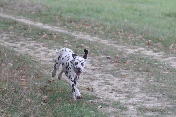 Petit mâle Dalmatien né le 21/05/2025 est proposé – vendu 1200 €.